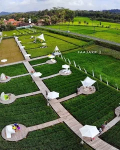Sketsa Wisata Sawah